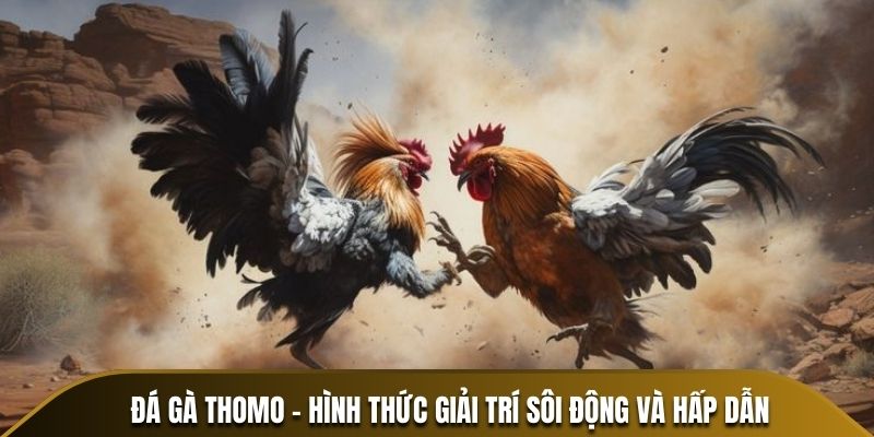 Đá gà Thomo