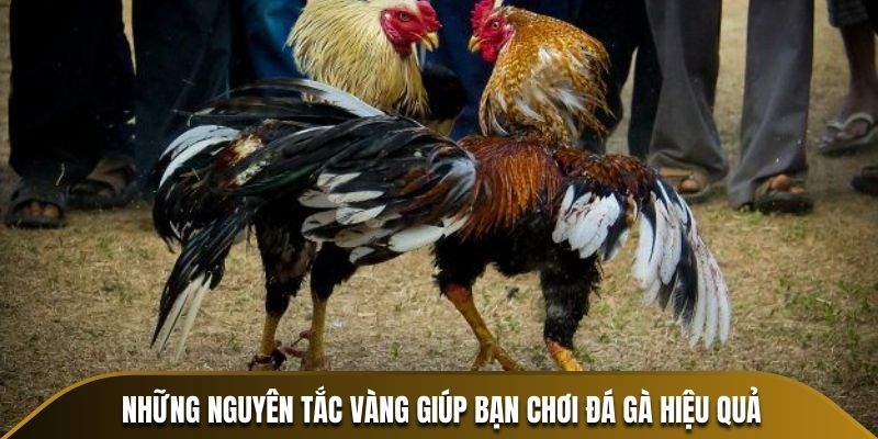 Những nguyên tắc vàng giúp bạn chơi đá gà hiệu quả