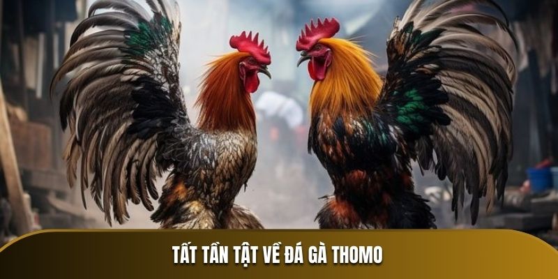 Tất tần tật về đá gà Thomo