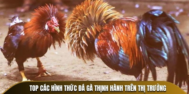 Top các hình thức đá gà thịnh hành trên thị trường