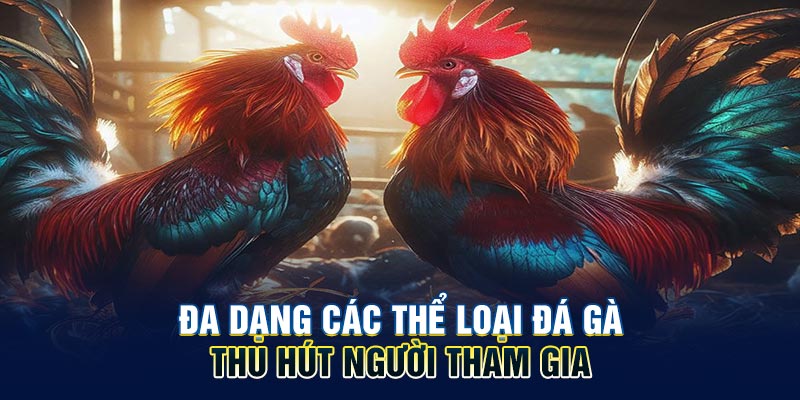 Đa dạng các thể loại đá gà thu hút người tham gia