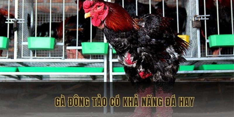 Đông Tảo là giống chiến kê quý tại Việt Nam