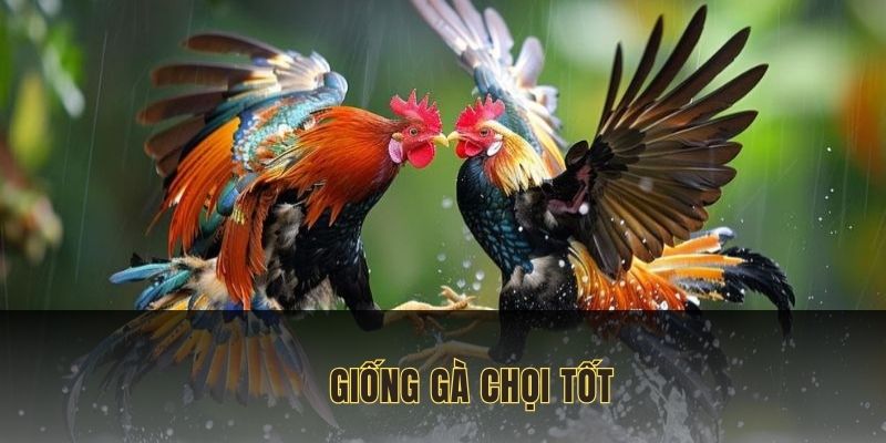 Giống Gà Chọi Tốt, Đá Hay - Lựa Chọn Hoàn Hảo Cho Sư Kê