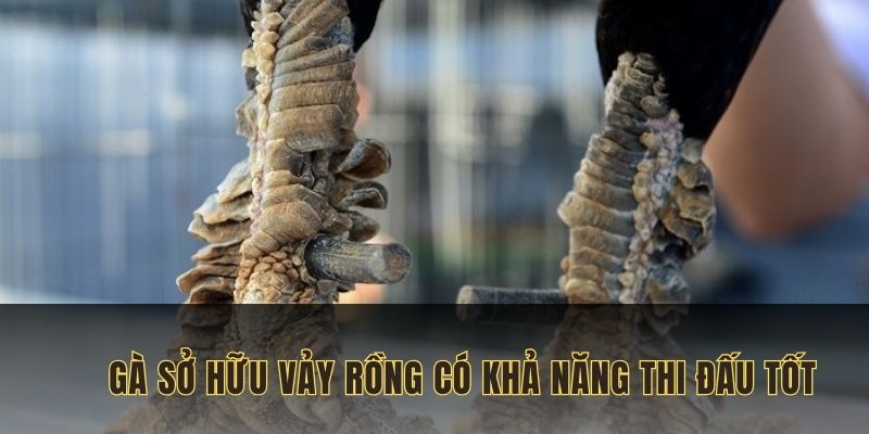 Chiến kê sở hữu vảy gà rồng có khả năng thi đấu tốt