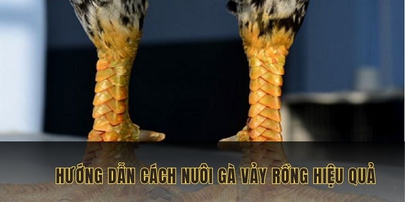 Hướng dẫn cách nuôi, huấn luyện gà vảy tam tài