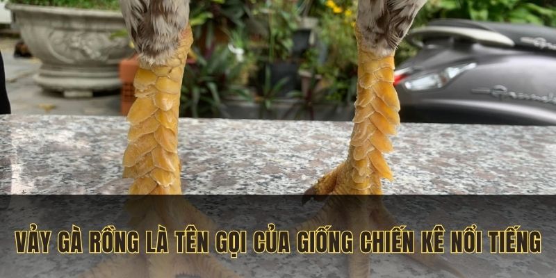 Vảy gà rồng là tên gọi đặc trưng của các giống chiến kê nổi tiếng